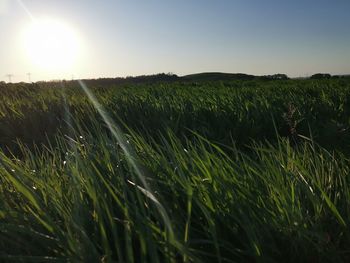 Crops growing on field against sky