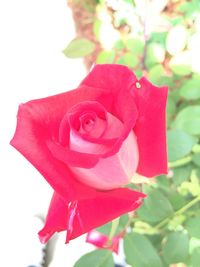 Close-up of pink rose