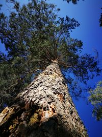 Low angle view of tree against clear sky