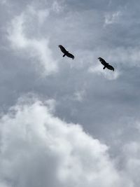 Low angle view of birds flying in sky