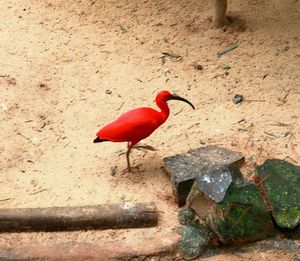 Close-up of bird perching on rock