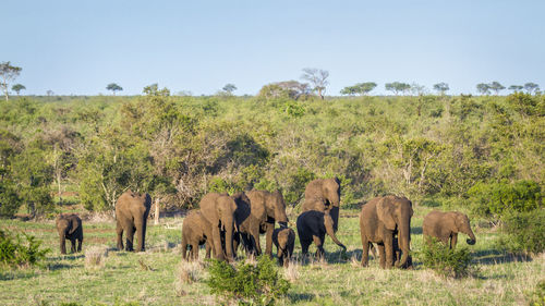 Elephants with calves at national park