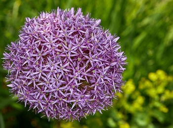 Close-up of purple flowering plant
