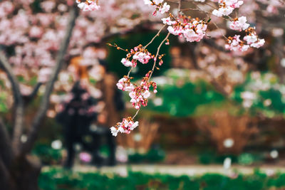 Close-up of pink cherry blossoms in spring