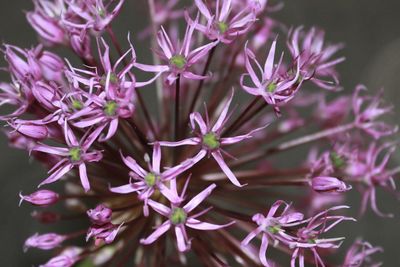 Close-up of purple flowering plant