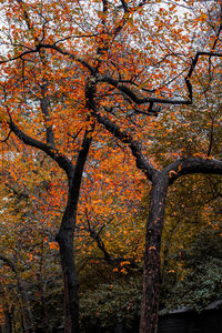 Low angle view of tree during autumn