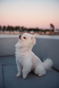 Close-up of a dog looking away