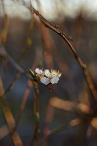 Close-up of wilted plant