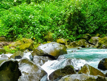 Scenic view of river flowing through rocks in forest