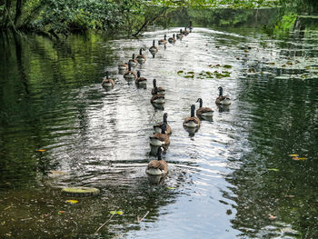 High angle view of birds swimming in lake