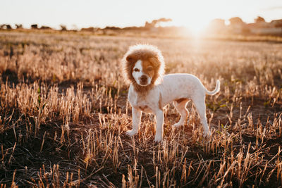 Portrait of dog standing on landscape