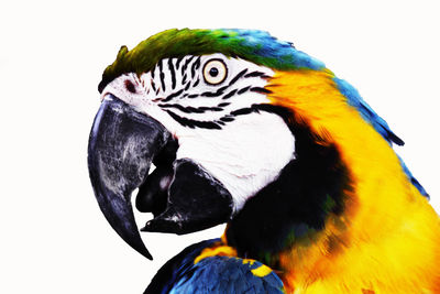 Close-up of a parrot