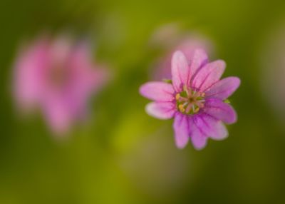 Close-up of pink flowers