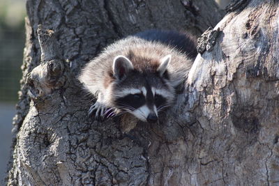 Close-up of animal on tree