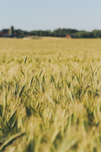 Scenic view of wheat field against sky