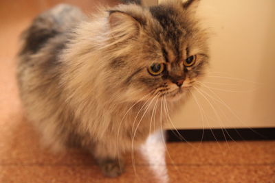 Close-up of domestic cat staring