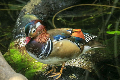 Close-up of a bird