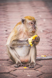 Monkey eating a banana in the middle of the street