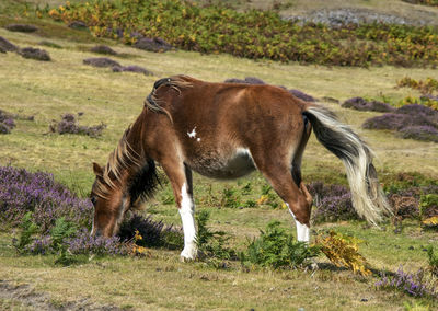 A wild pony on the long mynd near church stretton, shropshire, uk