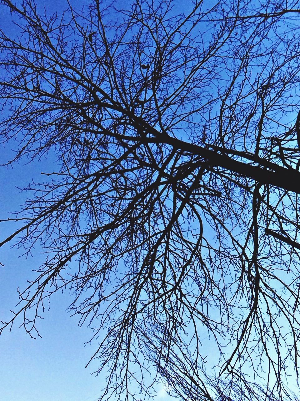 low angle view, branch, tree, bare tree, clear sky, blue, sky, nature, tranquility, growth, beauty in nature, day, outdoors, tree trunk, no people, silhouette, directly below, sunlight, scenics, backgrounds