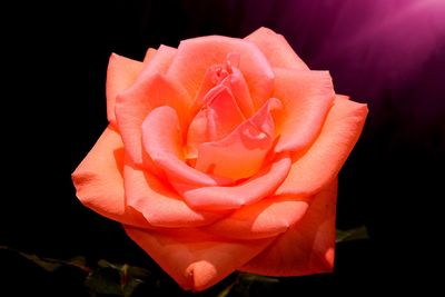 Close-up of red rose blooming outdoors