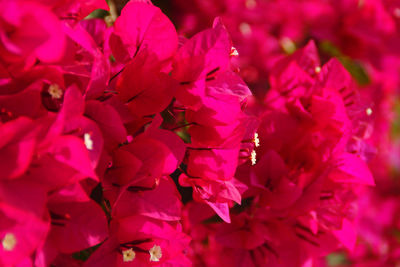 Close-up of pink flower