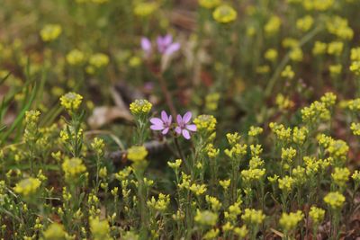 Close-up of flowering plants on land