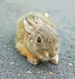 High angle view of a dog on street