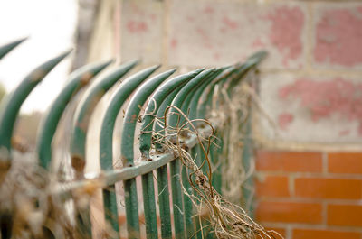 Close-up of plant against wall