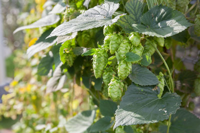 Close-up of fresh green leaves