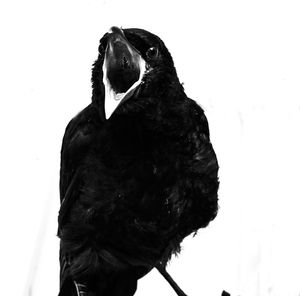 Close-up of a bird against white background