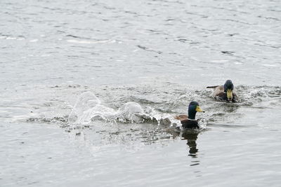 Man swimming in sea