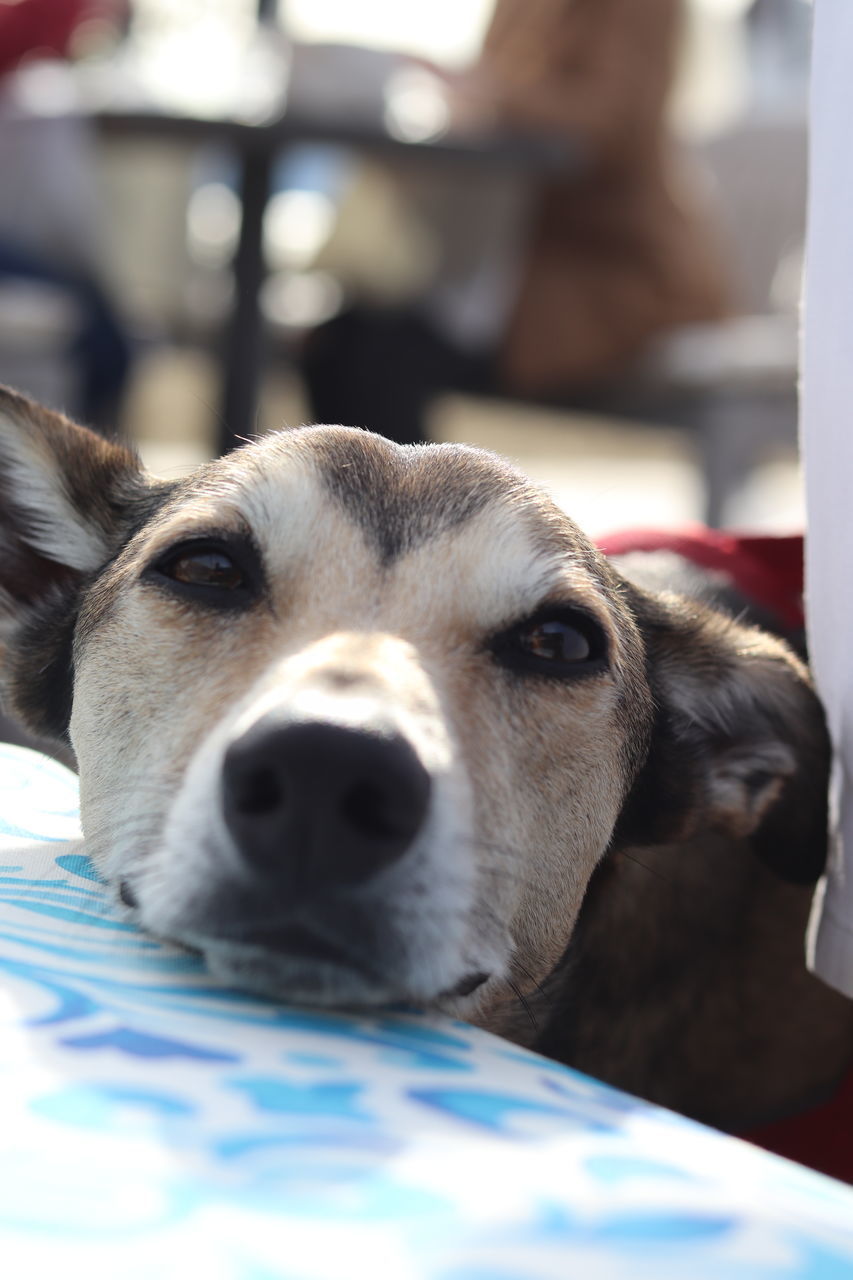 CLOSE-UP PORTRAIT OF DOG LOOKING AWAY