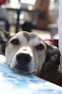 Close-up portrait of a dog