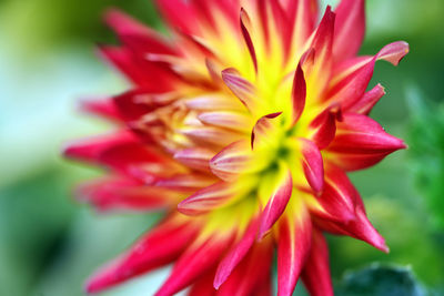 Close-up of red flower