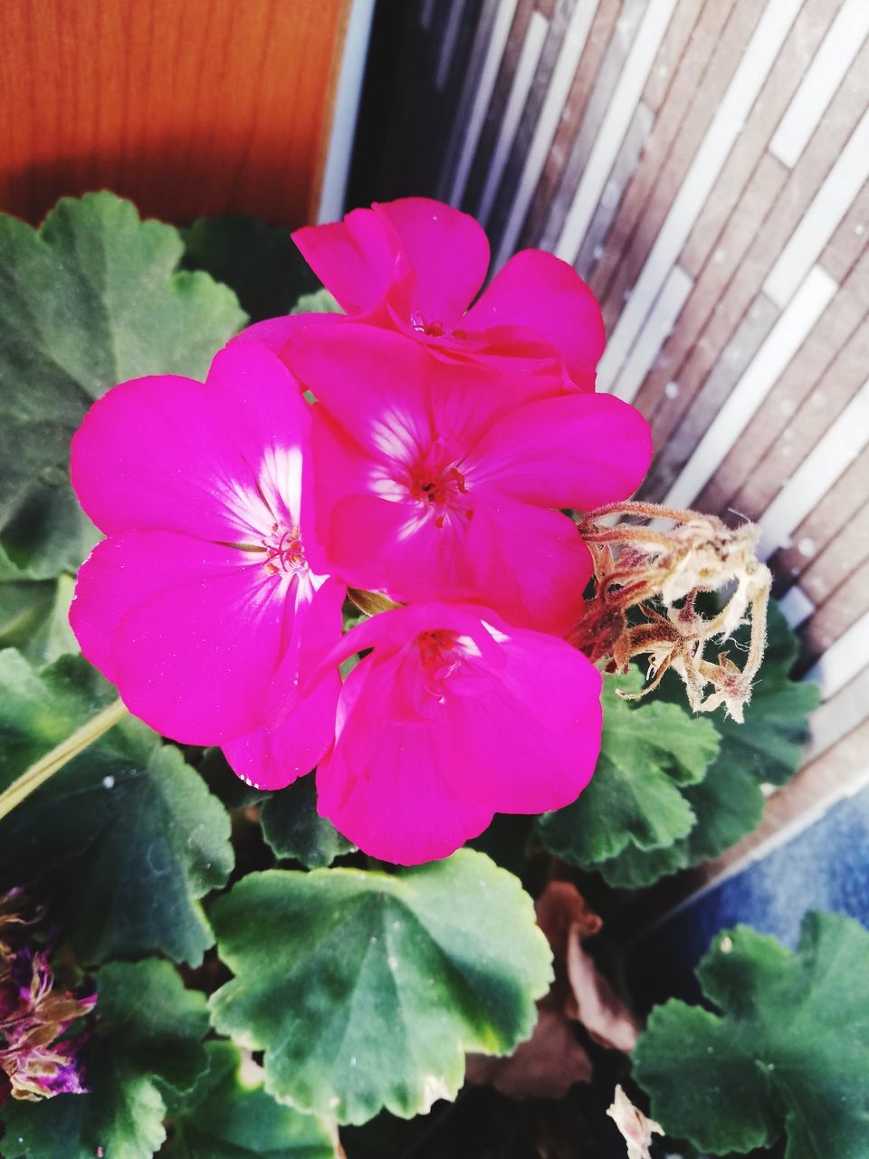 CLOSE-UP OF INSECT POLLINATING ON PINK FLOWER