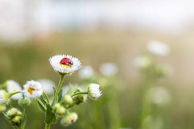 Red-black ladybug on a white chamomile on a blurred background. place for an inscription. 