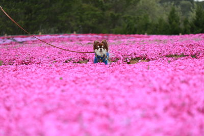 Dog standing on pink land