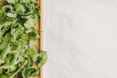 Directly above shot of vegetables on table