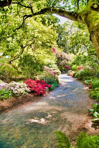 View of flowering plants in garden