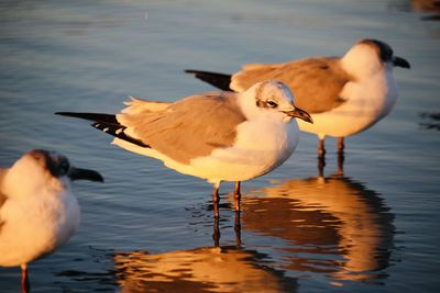 Close-up of seagull