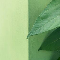 Close-up of green leaves against wall