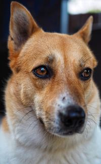 Close-up of dog looking away