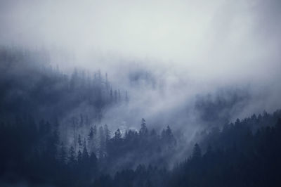 Low angle view of trees in forest against sky