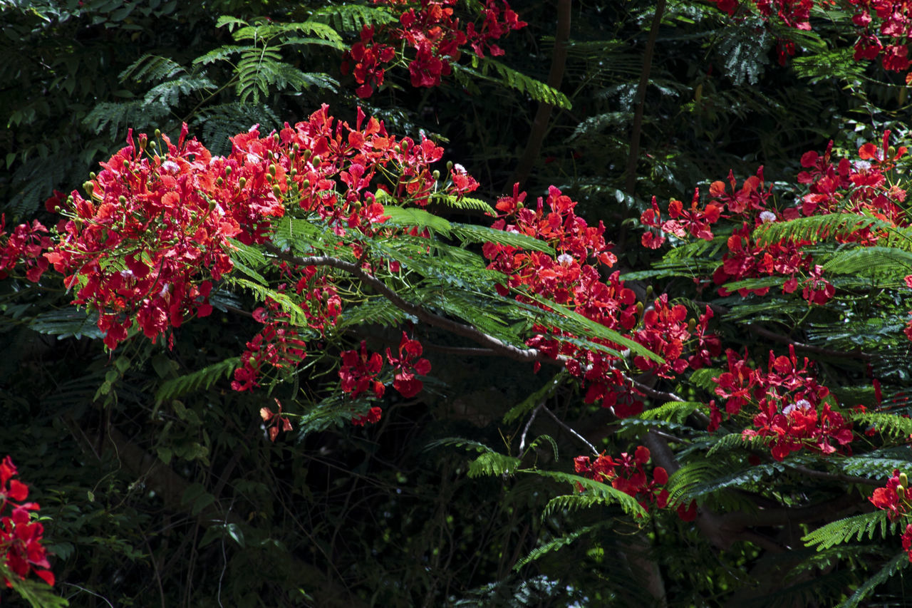 RED FLOWERS IN GARDEN