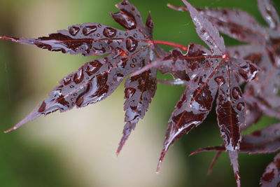 Close-up of wet leaf on frozen plant