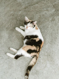 High angle view of cat lying down on floor