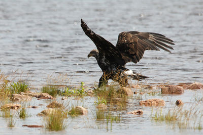 Eagle on lake