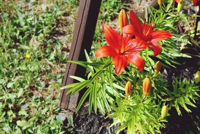 High angle view of orange day lily blooming on field