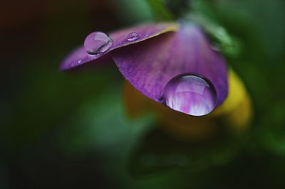 Close-up of purple flowers